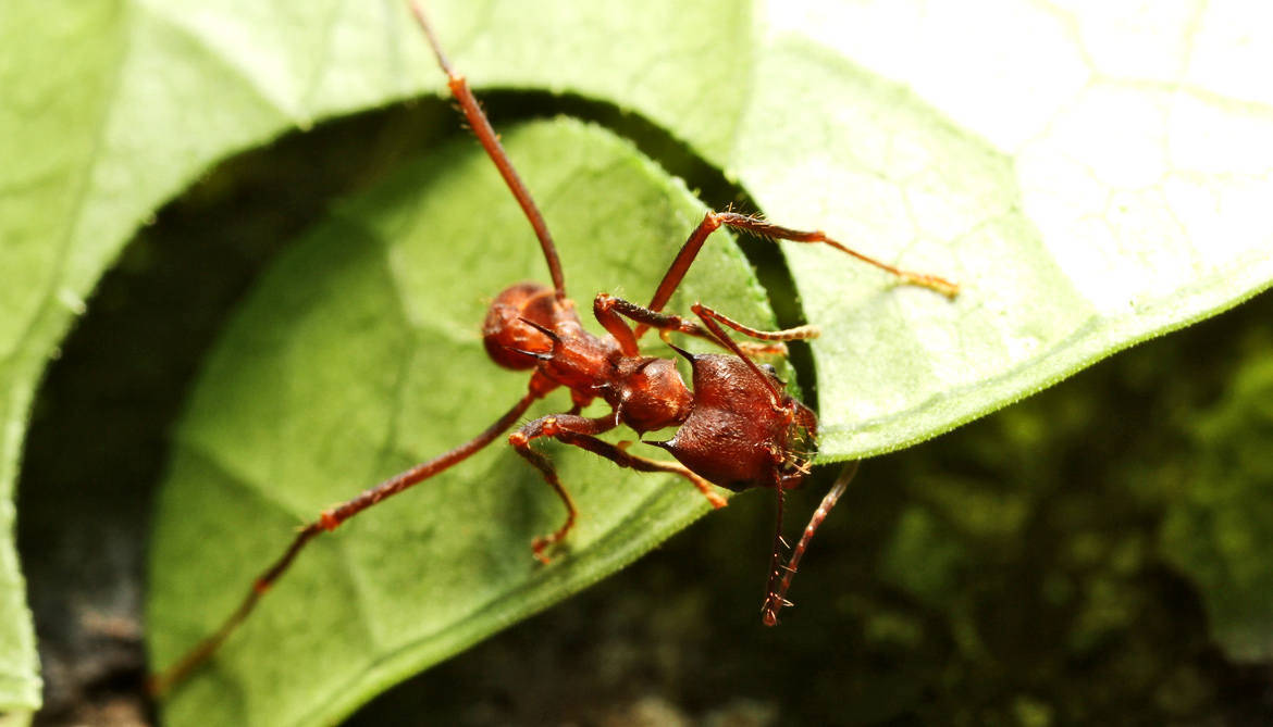 这种蚂蚁就是切叶蚁.