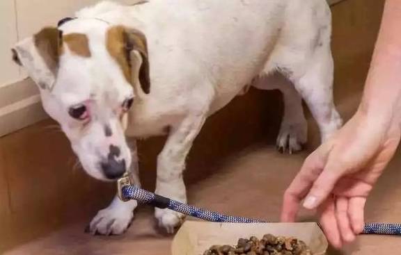 犬护食行为背后存在三点心理因素,理解与陪伴才是训犬