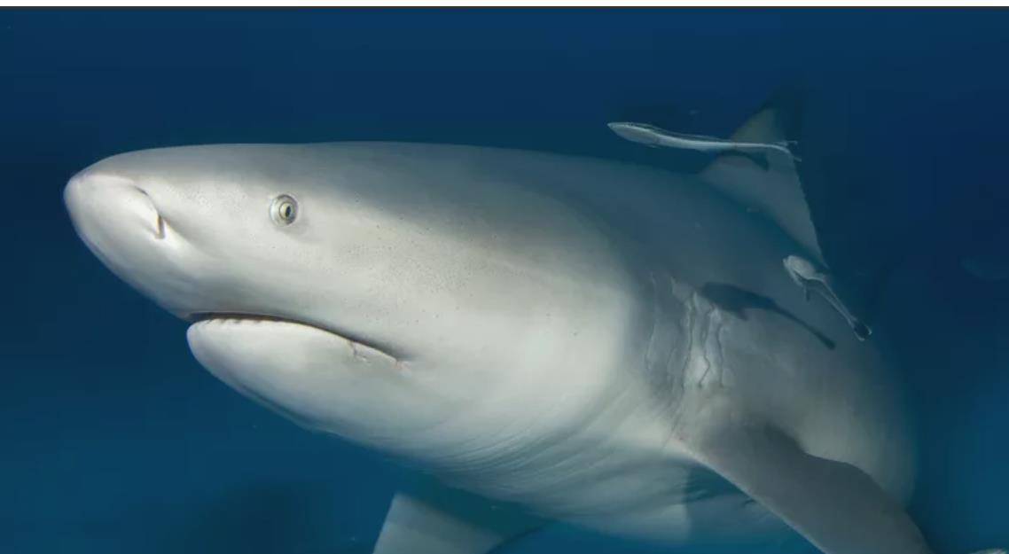 公牛鲨(carcharhinus leucas)是一种激进的鲨鱼,在世界各地的沿海