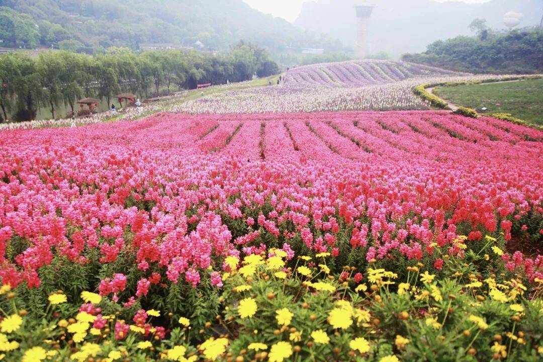 惊艳!泸州四月赏花秘境,现在去刚刚好