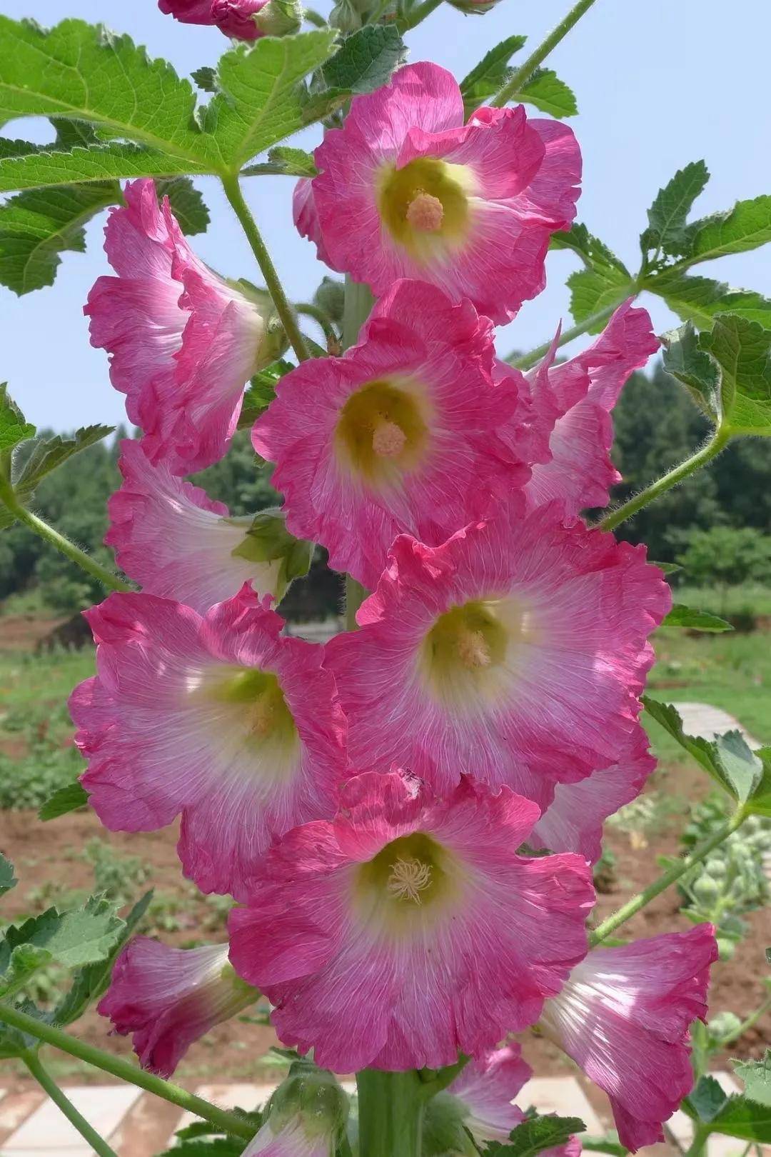 静待蜀葵花开,鲜花山谷将迎来最美的蜀葵花季