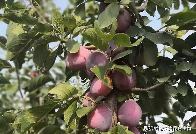 西梅树一年至少修剪一次,主要是把一些长得比较杂乱的和发生病害枯死