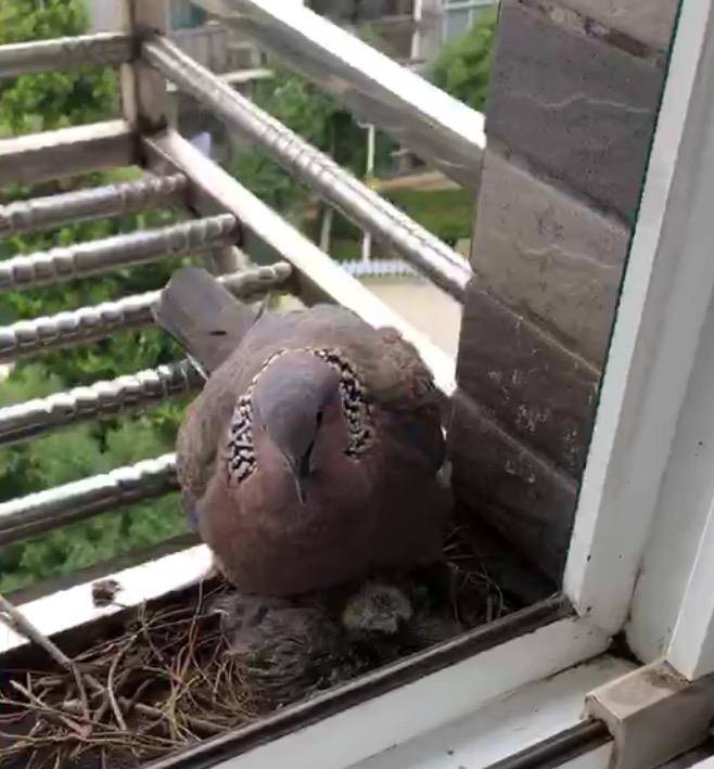 野生鸽子竟在窗台边建窝 刚出生的小鸽子不好惹 鸽妈妈展现伟大母爱!