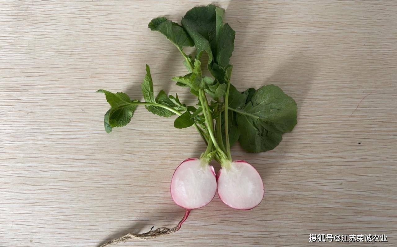 无土栽培的樱桃萝卜,原来长这样!第一次见!