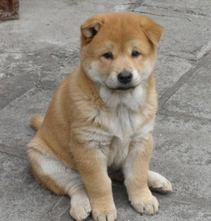 要比可爱和蠢萌的话,中华田园犬绝对不输金毛和雪橇三傻