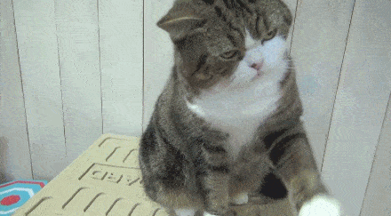 别人家的猫和自己家的猫,不能比,心已经凉了半截了(二