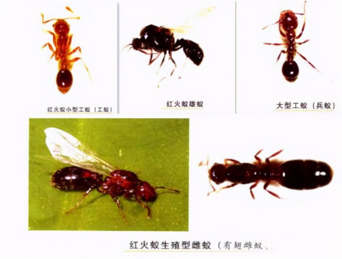 红火蚁的成员之间密切合作,蚁后,雄蚁,兵蚁,工蚁都是为了保证蚁群的