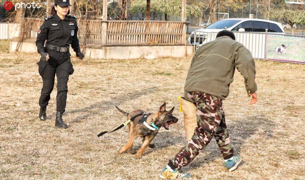 北京市公安局首批克隆犬正式入警_警犬基地