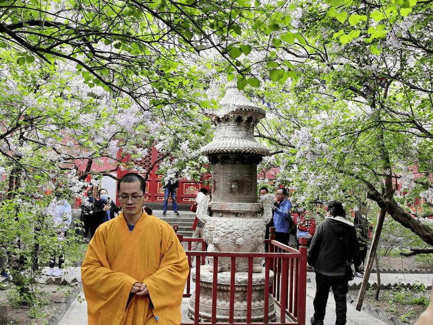 北京千年古刹法源寺丁香花盛开游客纷至沓来