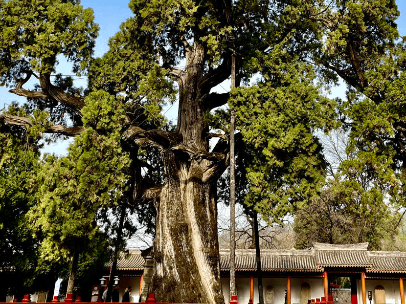 陕西黄帝陵:最老古柏树距今5000余年