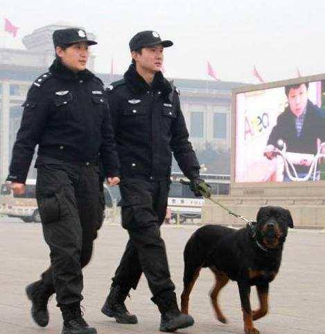 此犬超越德牧成为全球最好的军犬,中国唯一进口的"猛犬系"军犬