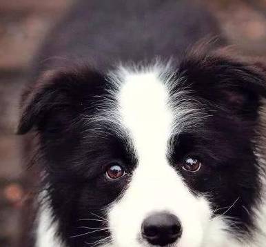 纯种边境牧羊犬都有的5个特点,你家狗狗纯吗?_边牧