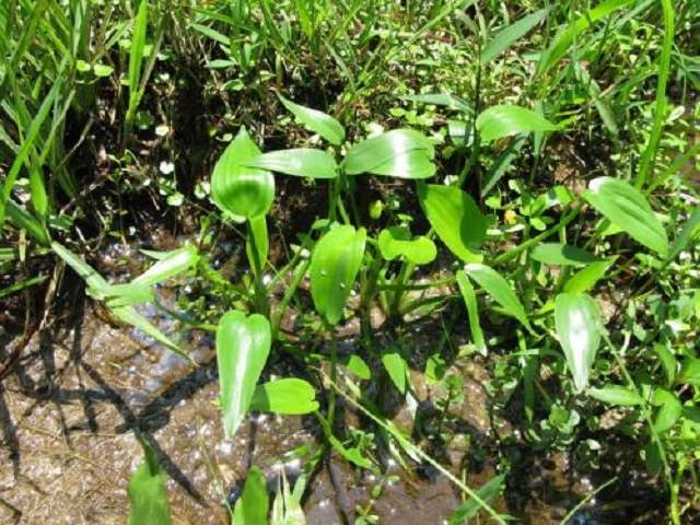 原创民间1种杂草,看着普通效用却惊人,是极品草药,有种种神奇妙用