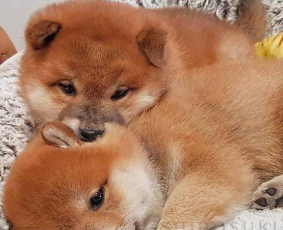 兄弟叠叠乐～看镜头小能手～来张自拍吧～三只小柴犬可以说是长得一模