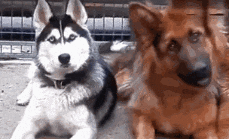 哈士奇颜值没得说,智商却常年不在线,各种搞怪的表情,动作层出不穷