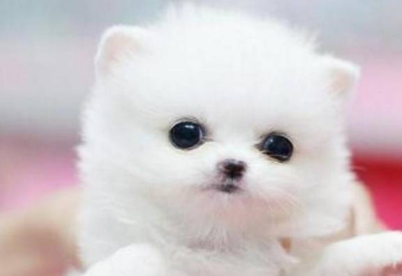 了解后,网友:我以后不会买茶杯犬了!