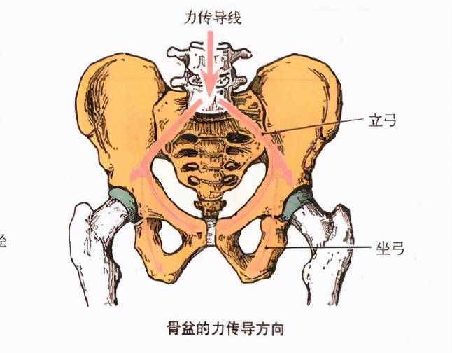 力学结构骨盆的存在对于人类有及其重要的作用,主要包括下面三部分