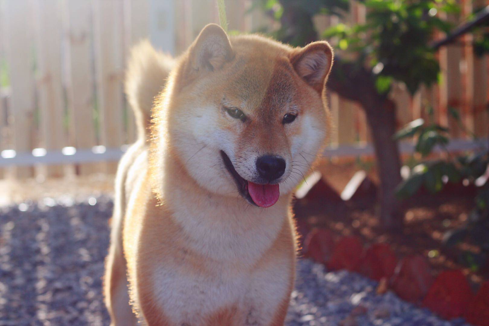 柴犬幼犬怎么判断品相好坏有哪些技巧