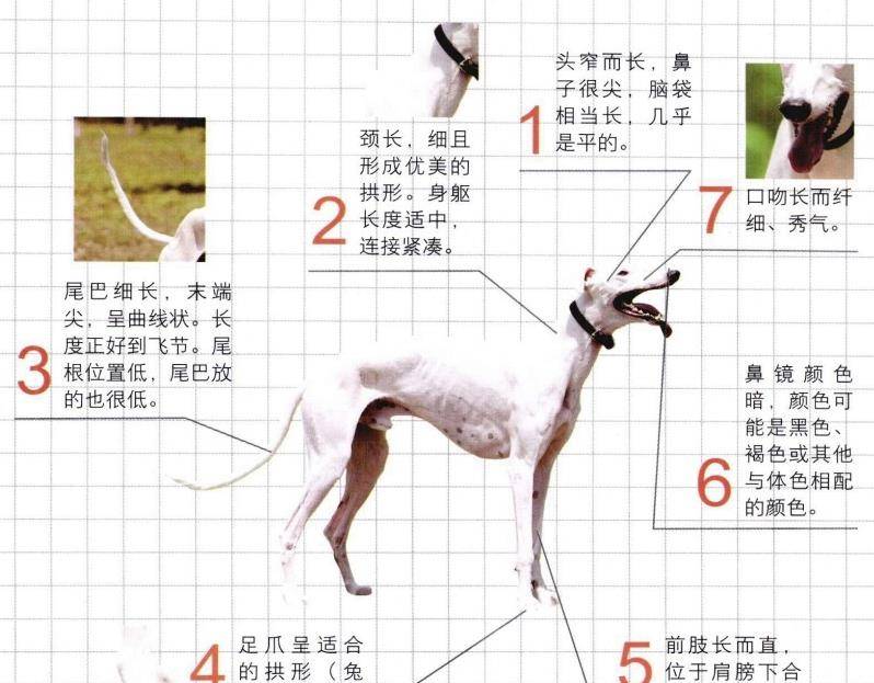 世界名犬——灵缇(格力犬,格雷伊犬,灰狗,意大利灵缇)