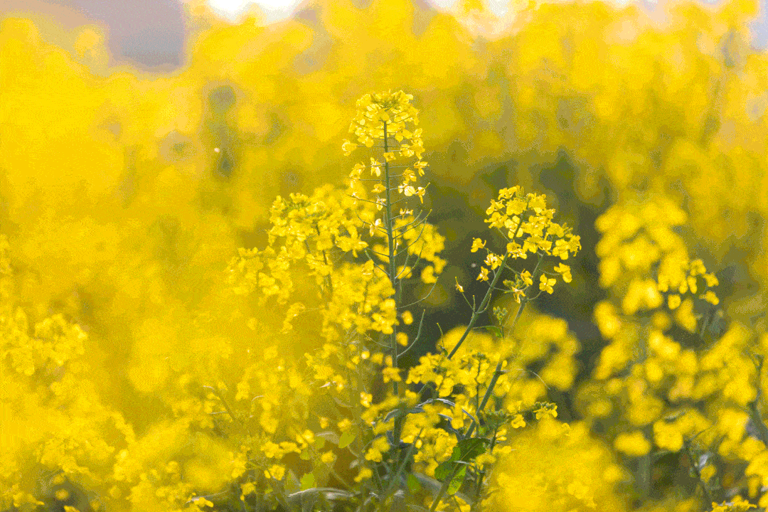 古牌楼 → 周庄博物馆 → 逸飞之家 → 双桥 → 张厅 → 富安桥