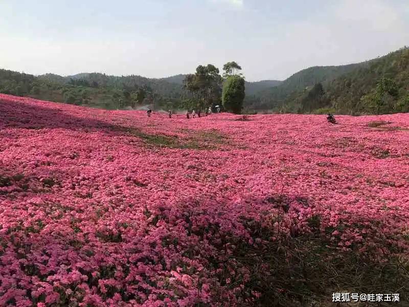 云南·"村"光正好丨新晋网红:玉溪高仓街道滇中植物园