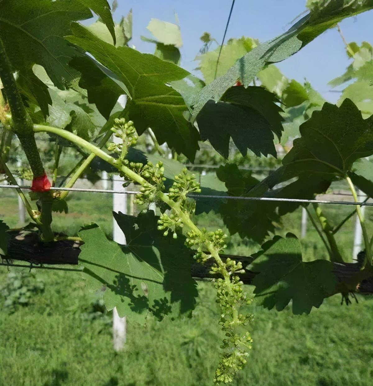 葡萄果穗拉花保果无核保鲜处理详解值得收藏