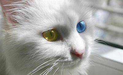 每日一猫:临清狮子猫,继中国狸花猫后的又一中国名猫