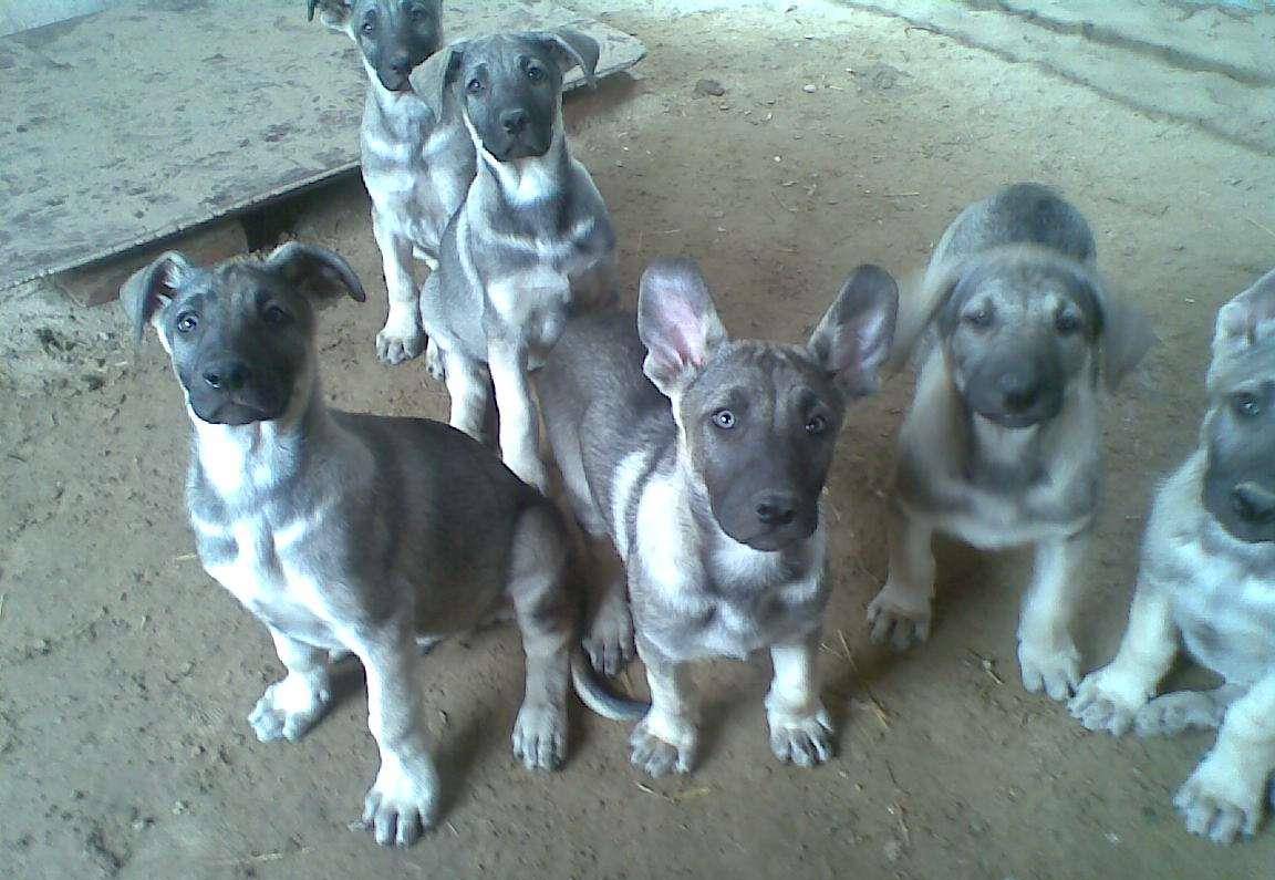 狼青犬和马犬哪个更凶猛一点