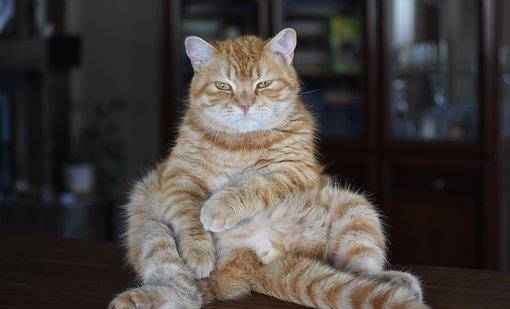 猫咪可爱又慵懒的表情,看了以后真想回去撸猫一把!