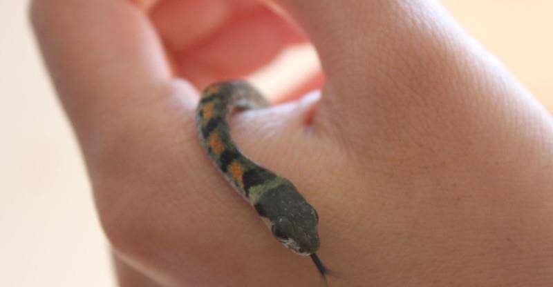 虎斑颈槽蛇:俗称"野鸡脖子",自身无毒,却能靠"吸毒"来