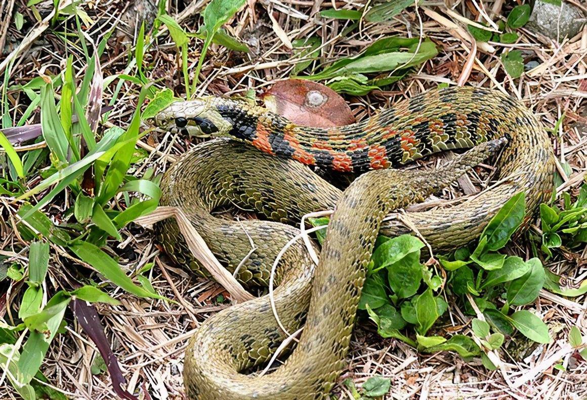 虎斑颈槽蛇:俗称"野鸡脖子",自身无毒,却能靠"吸毒"来