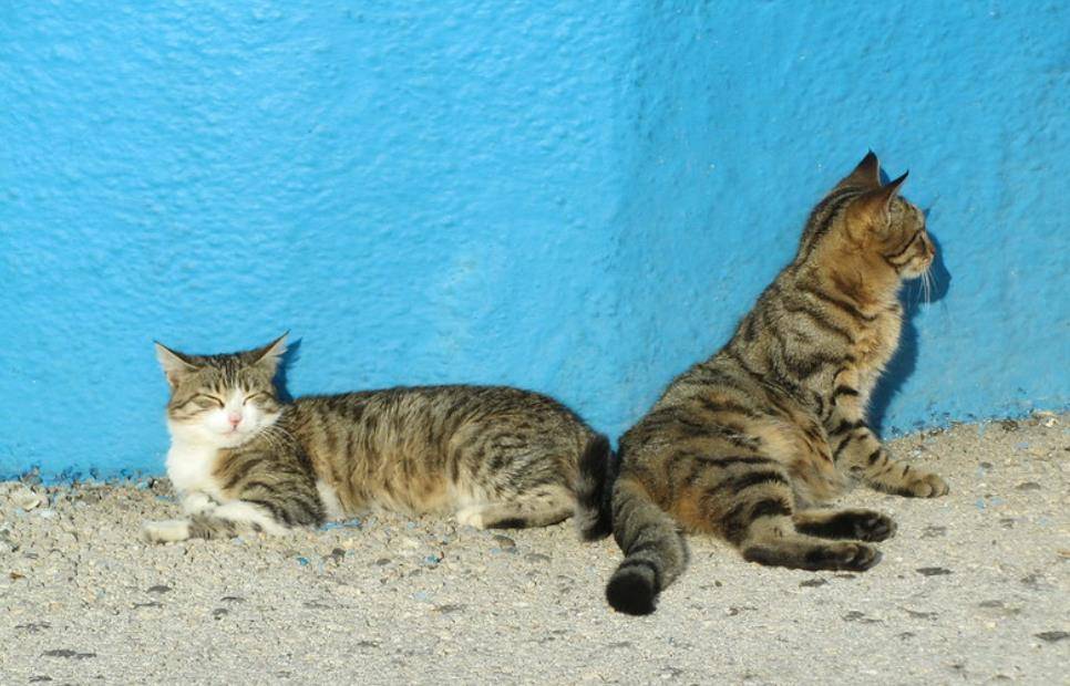 大猫小猫 来自搜狐网
