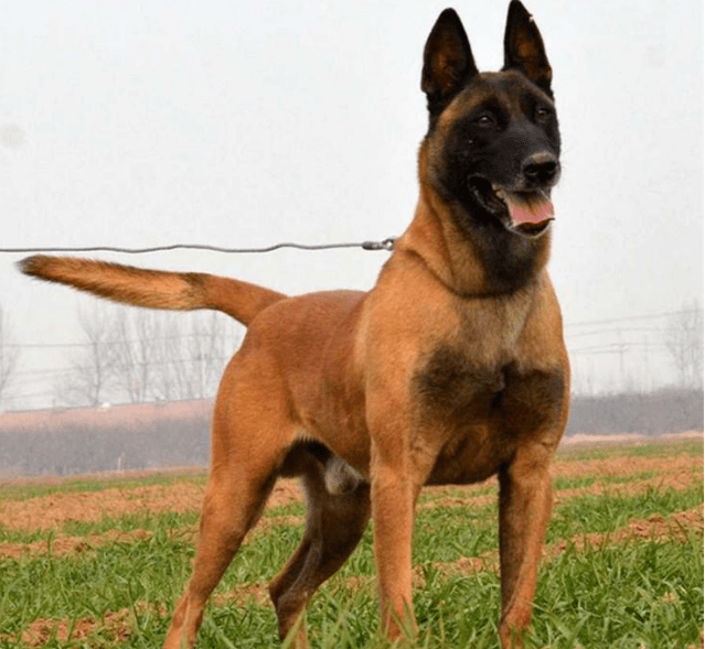 top3:杜宾犬