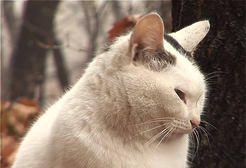 猫咪每日在山上"翘首盼望",为了等到主人,自己也吃成了肥猫