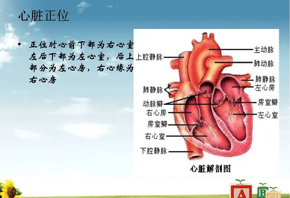 心脏(大血管)影像解剖