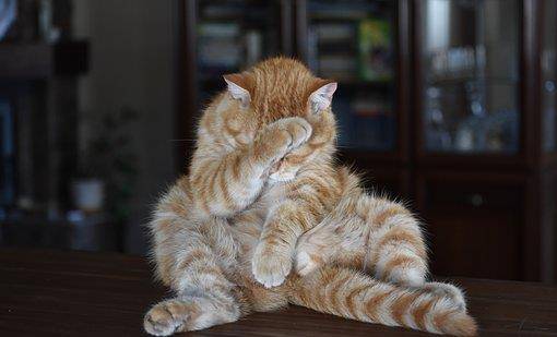 猫咪可爱又慵懒的表情,看了以后真想回去撸猫一把!