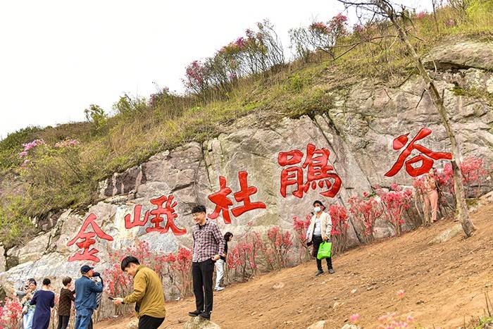 宁波奉化西坞金峨杜鹃谷看杜鹃花