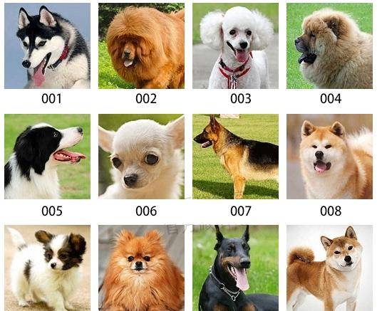 我将狗狗的图片都编有了序号,想知道它们的名字,在本文的最下面.