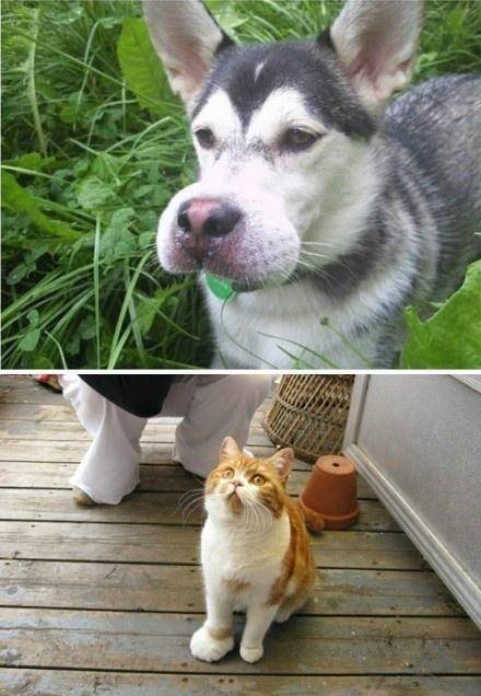 看看这只橘猫的爪子…简直太可怜了……不过好想捏一捏是怎么回事?