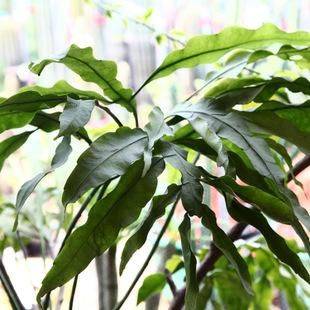 月下美人"白昙花",养了8年不开花?做好3点,叶子挂满大