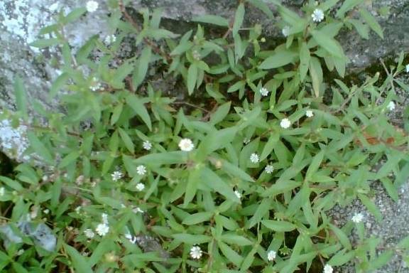 墨旱莲别名旱莲草,黑墨草,野葵花,烂脚草,水旱莲,莲子草,白花蟛蜞草