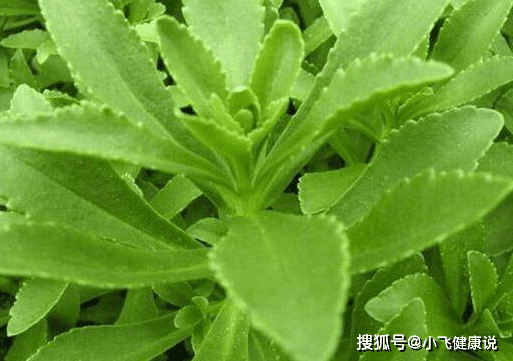 不常见的野菜是绿色菜,有4大功效,这样做最好吃,早看早受益!