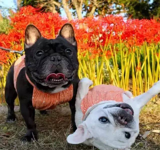 养了两只斗牛犬,铲屎官最大的乐趣就是每天都有"宫斗剧"看!