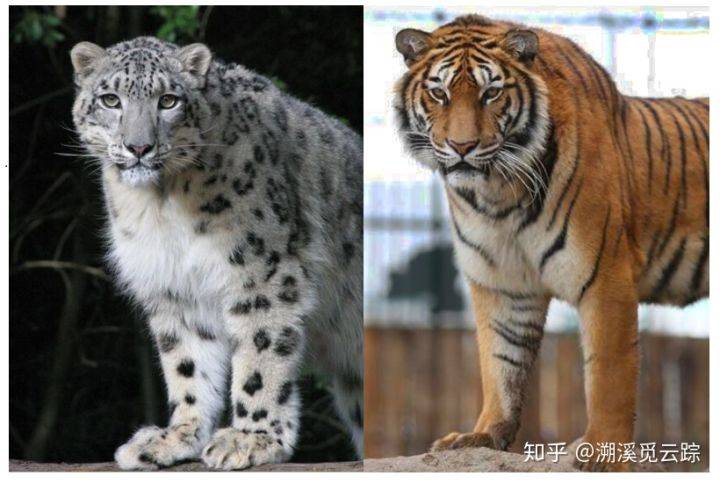 亚科内部亲缘关系,参考文献1 只不过雪豹无法和其他四种豹属动物产生