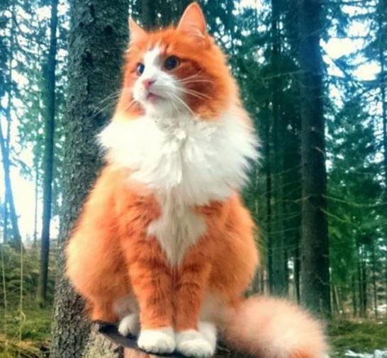 像妖精一样的猫咪挪威森林猫猫奴一定会喜欢