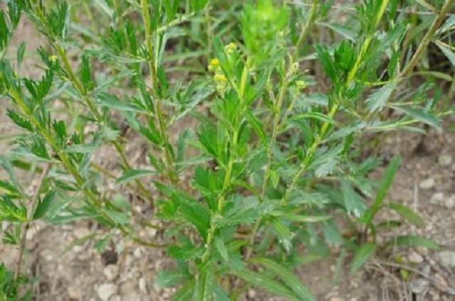 原创野外遇见此草,别多想直接拔回家,它是极品野生中草药,药效非凡