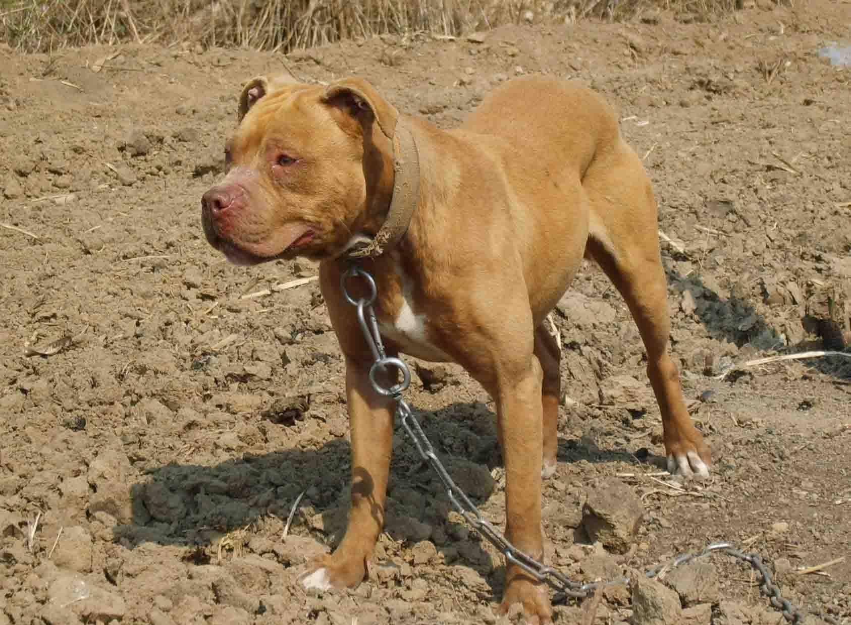 比特犬幼犬最正确的饲养方法