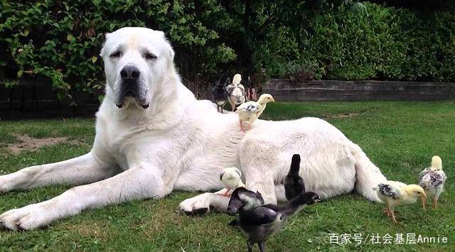 世界上最凶猛的狗排名!