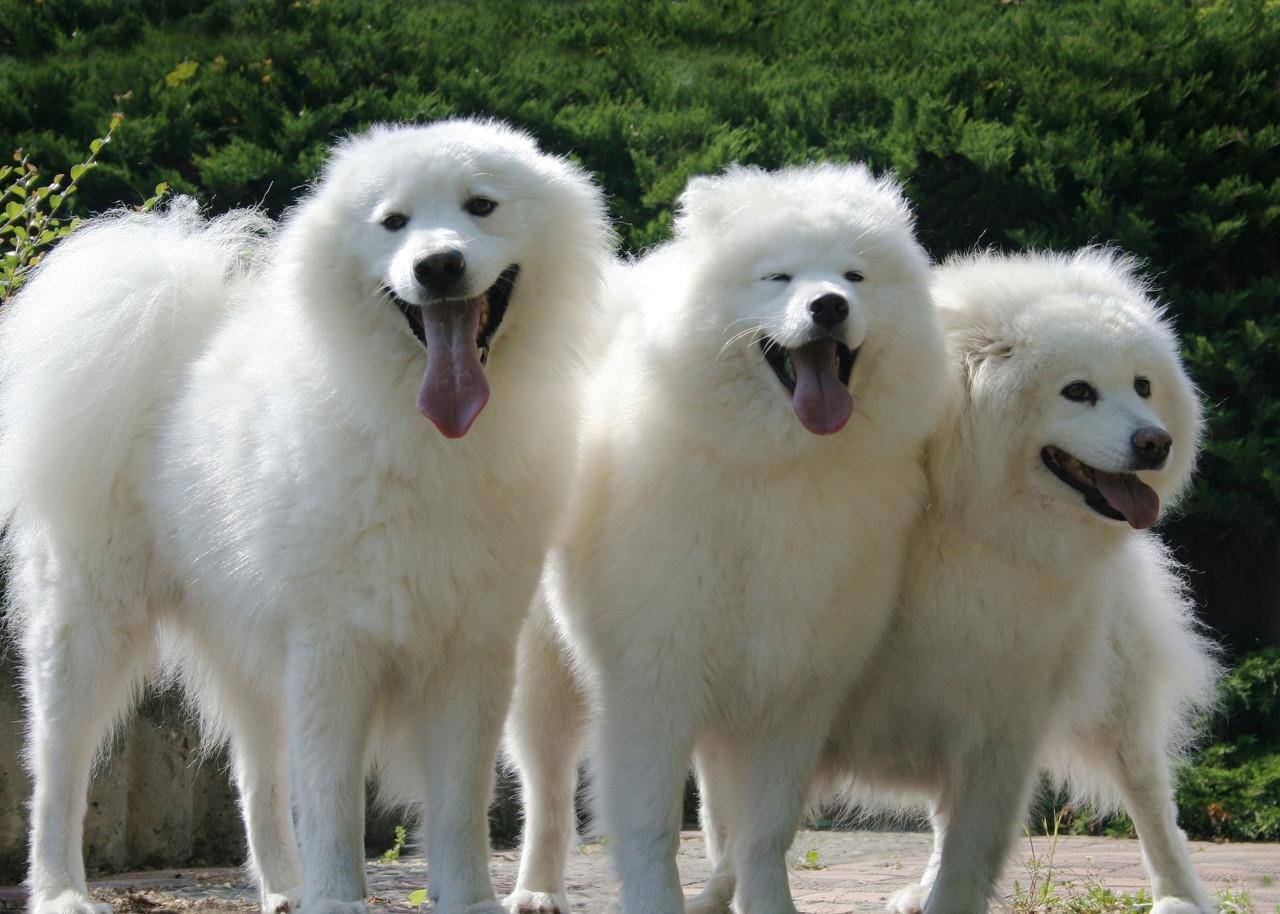 萨摩耶犬常见病 萨摩耶犬容易患的三种疾病