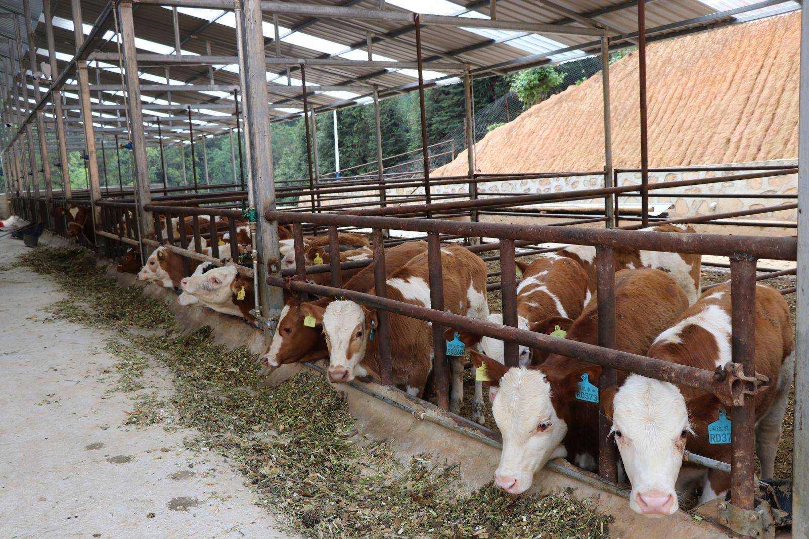 农业农村部鼓励发展肉牛产业我们可以学习美国做强养牛产业